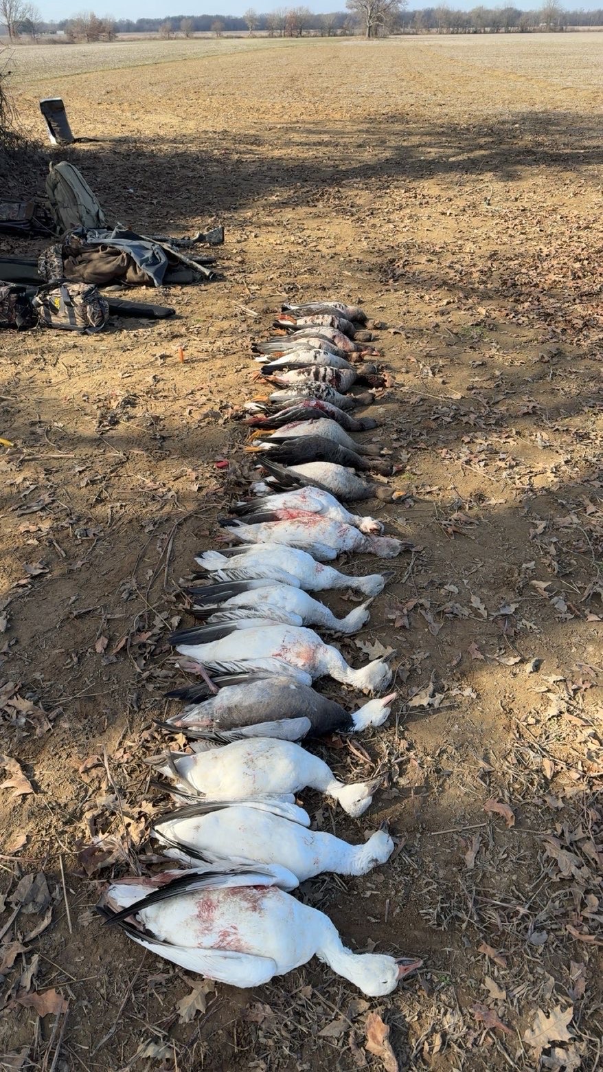 A morning of goose hunting