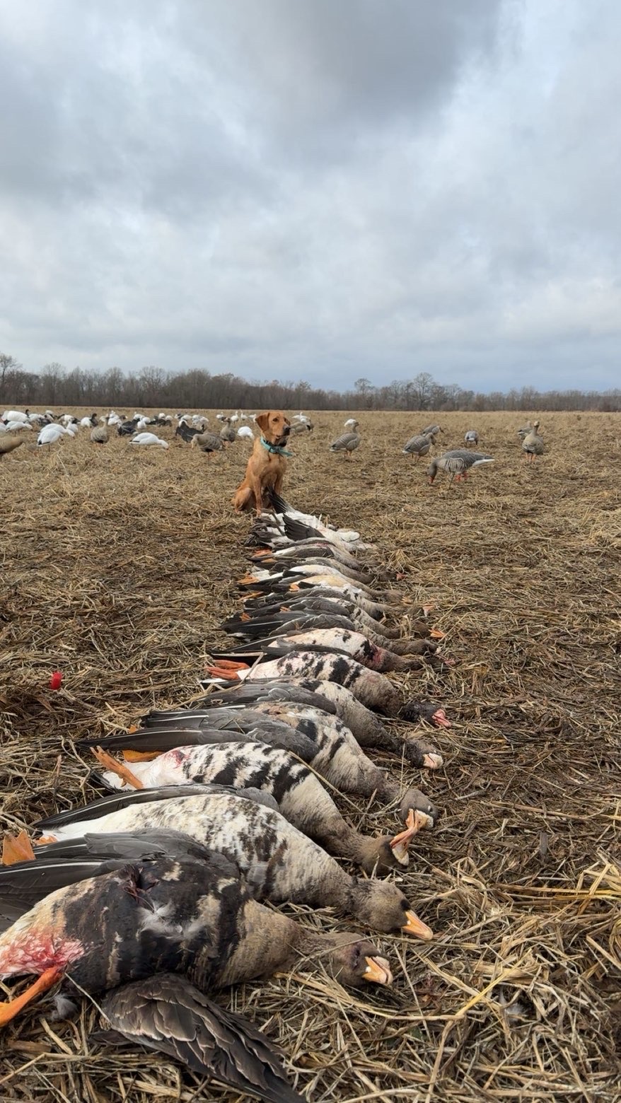 A retriever beside harvested geese and decoys in an open field.