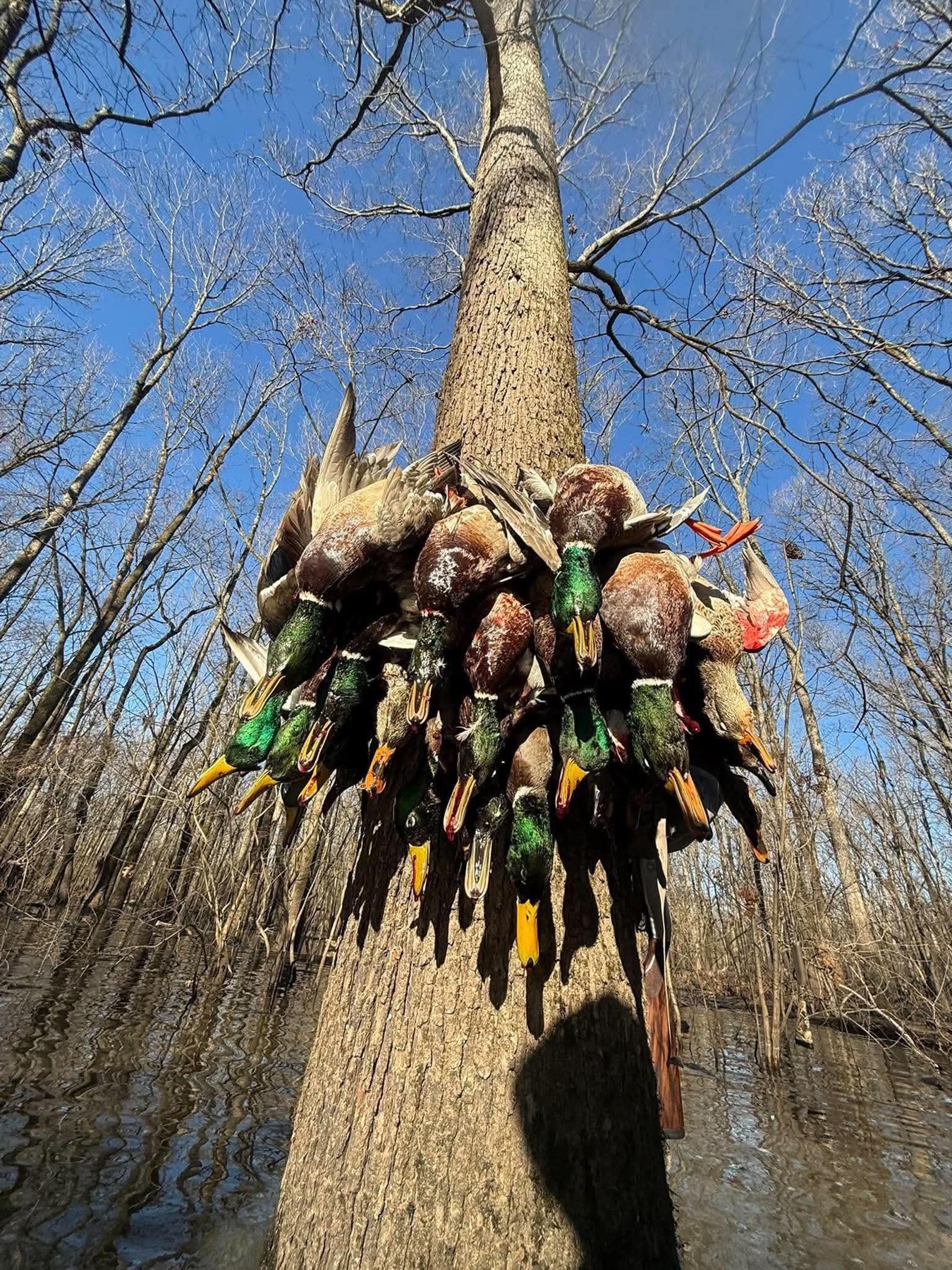 Ducks in the timber