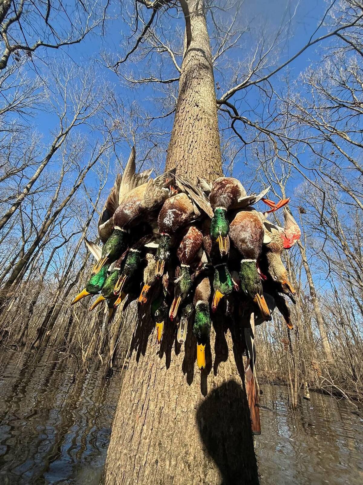 A strap of mallards hanging on a tree in the flooded timber